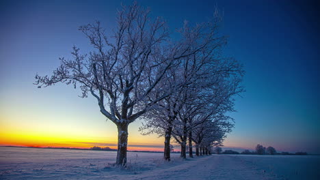 Time-lapse of golden sunset over winter wonderland landscape with snowy tree