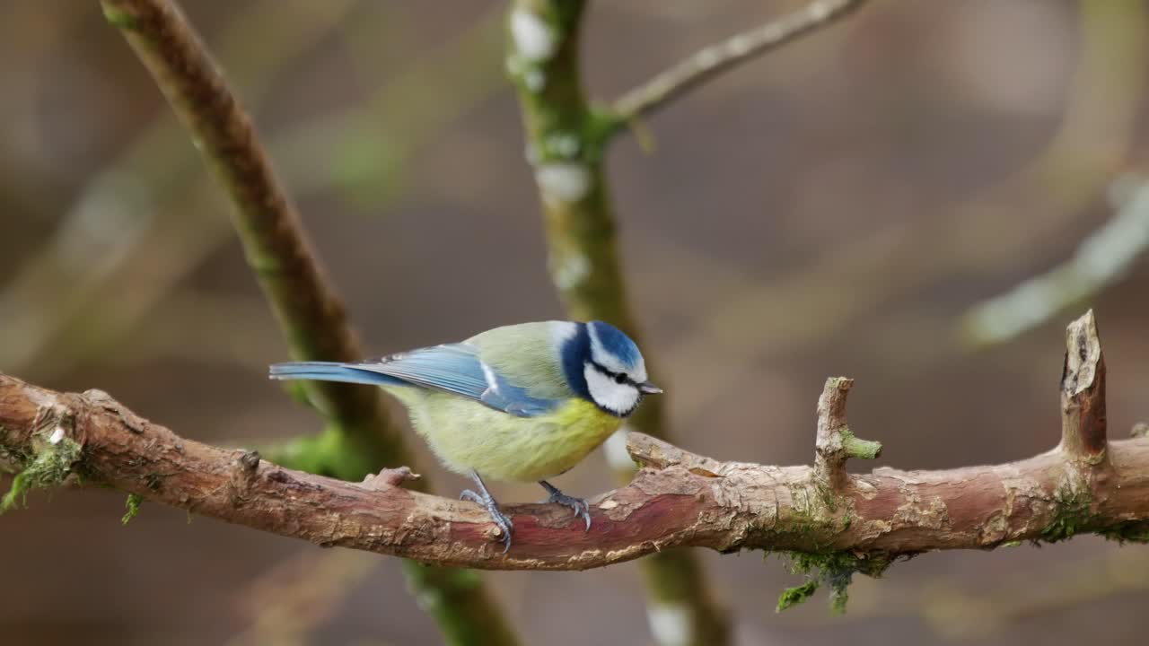 tit azul euroasiático posado en una rama y vuela