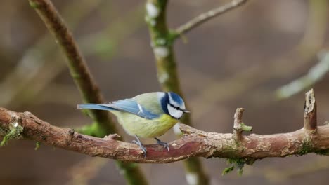 Eurasian-blue-tit-perched-on-a-branch-and-flies-off