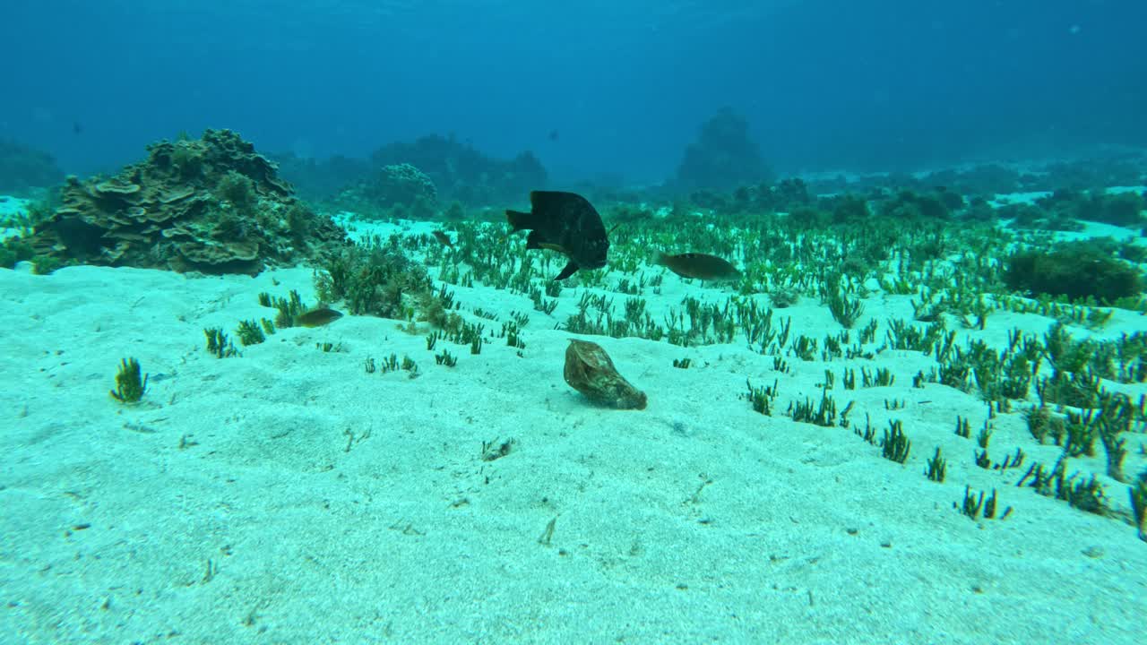 los peces se alimentan de coral en el fondo arenoso del mar bajo el agua.