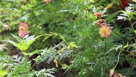 flowering plant blooms with orange and white petals