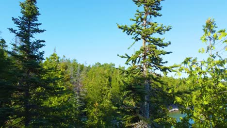 Drone-flying-over-treetops-revealing-the-coastline-of-Goergian-Bay-and-focusing-on-a-seagull-resting-on-top-of-a-rock-by-the-lake,-located-in-Ontario,-Canada