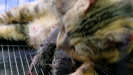 Kittens-Sucking-Milk-From-Mother-Cat-While-Licking-Thieir-Fur-After-Giving-Birth-Inside-The-Cage