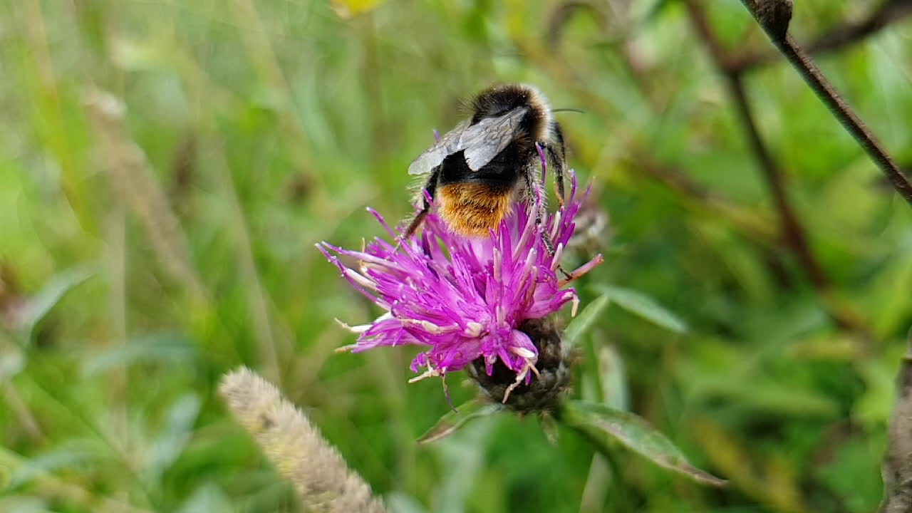 abejorro en una flor