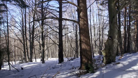 Aufnahmen-Eines-Wunderschönen,-Verschneiten-Pinienwaldes-In-Den-Bergen-Im-Winter-5