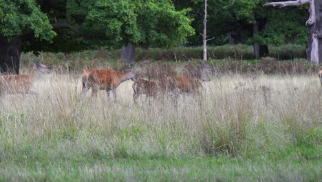 deer herd walks through frame in dry grass boreal forest meadow