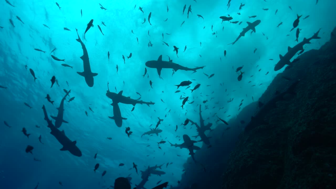 Swarm frenzy silhouette of reef sharks and fish swimming along coral reef dropoff