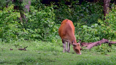 El-Banteng-O-Tembadau,-Es-Un-Ganado-Salvaje-Que-Se-Encuentra-En-El-Sudeste-Asiático-Y-Se-Extinguió-En-Algunos-Países