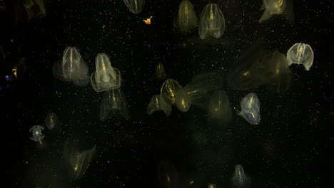 Jellyfish---Bolinopsis-sp