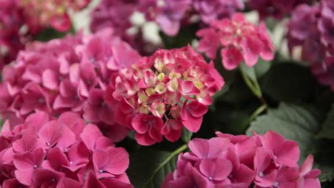 paralaje orbital alrededor de flores rosadas con centro blanco, profundidad de campo cinematográfica poco profunda