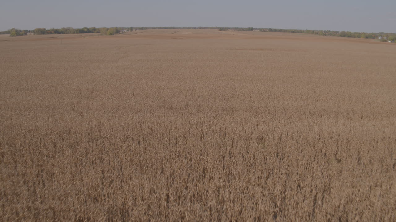 sobrevuelo aéreo de un campo de maíz en el momento de la cosecha en el centro de américa en otoño