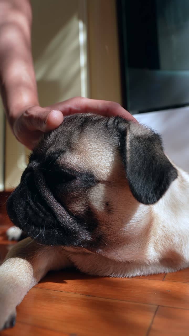 잠자는 파그를 손으로 만지는 것