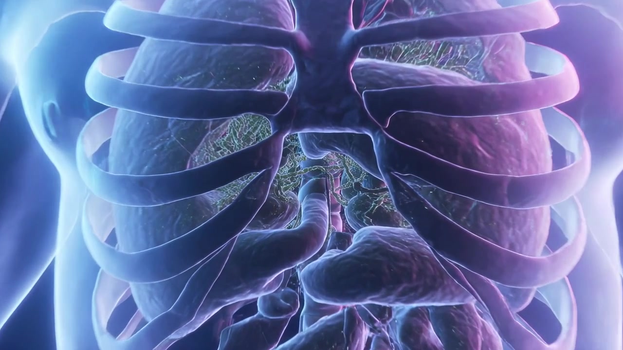 Zooming virtual camera traversing translucent 3D thorax in medical animation, revealing lungs, ribs
