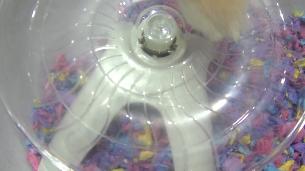 회전하는 바에 햄스터