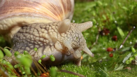 helix pomatia also roman snail, burgundy snail