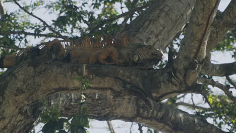 Green-iguana-sitting-in-tree-branches-sun-bathing-in-Mexico