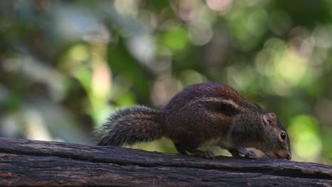 Ardilla-Terrestre-De-Berdmore-Menetes-Berdmorei-Vista-En-Un-Tronco-Comiendo-Algo-Sabroso-En-El-Bosque-En-Chonburi,-Tailandia