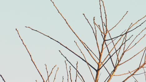 Marsh-warbler-bird-on-bare-tree-branch-flies-away-and-returns