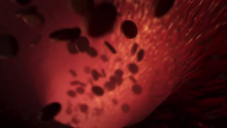 red blood cells - medical visualization