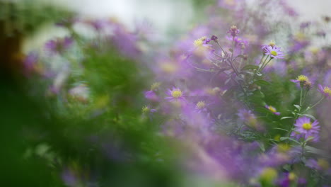 imagen soñadora borrosa de un prado con una planta de aster amellus púrpura en flor, enfoque selectivo en los pétalos de las flores, colores verdes y púrpuras dominantes, mundo natural oculto en el prado