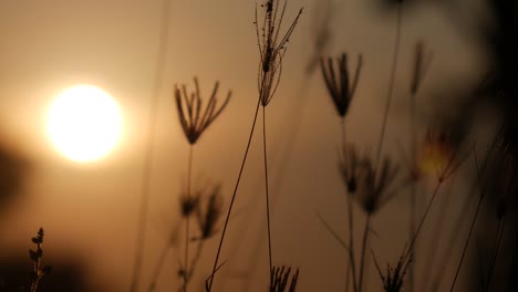 the grass of the field swaying in the wind in the evening with a golden light or sunset time
