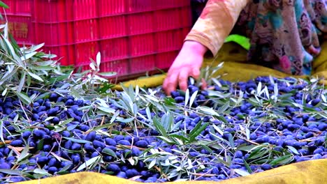 el agricultor está comprobando las aceitunas recién recogidas con sus manos