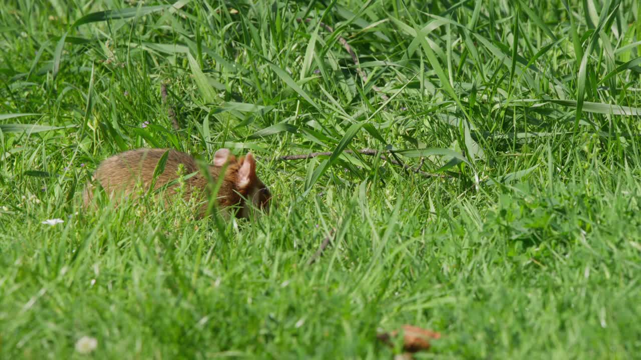 Hamster eating on cut grass with taller uncut lawn behind, small pet rodent nibbling outdoors in bright sunlight. Natural texture, garden, cute animal behavior