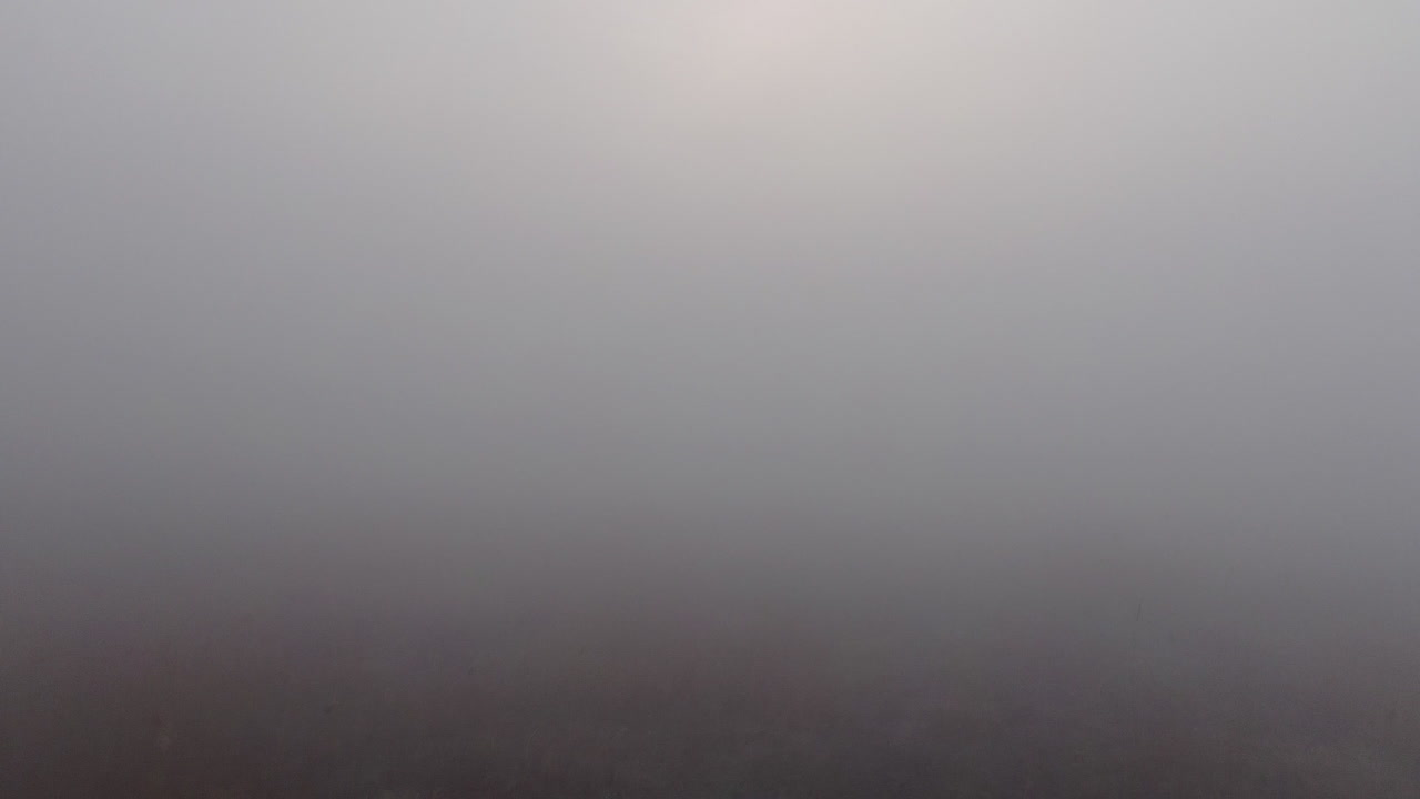 A reed bed blind in the mist