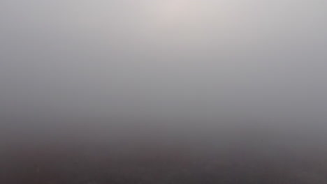 Ein-Schilfbett-Blind-Im-Nebel