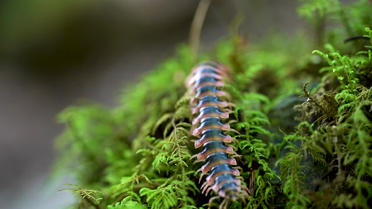 A millipede or centipede walking on vibrant green moss