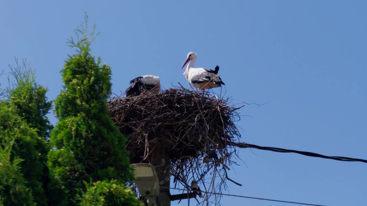 Una bellissima cicogna sta all'erta all'interno di un nido di ramoscelli su un palo dell'elettricità. Un movimento di inclinazione e zoom indietro rivela il fogliame verde di conifere circostante contro il cielo blu in estate.