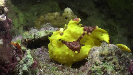 yellow warty frogfish fishing at night on coral reef