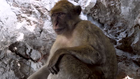 old barbary macaque alpha male sitting in rocky cave, gibraltar