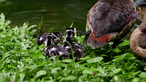 baby lesser whistling duck close up portrait