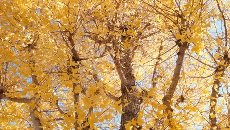 ginkgo biloba leaves in yellow natural landscape in japan