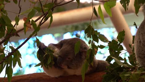 el lindo joey koala, phascolarctos cinereus, buscando activamente alimento en el árbol, agarrando una rama de hojas de eucalipto y masticándola, fotografía de cerca
