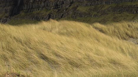 beach grass blowing with the strong winds in sandur on sandoy, faroe islands