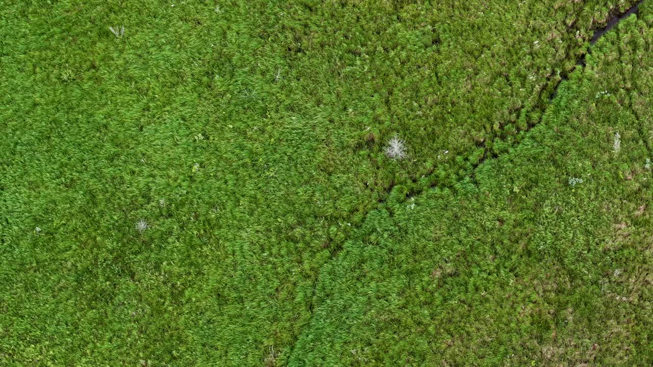 Aerial drone topdown view of a narrow stream cutting through vibrant green marshland with dense vegetation