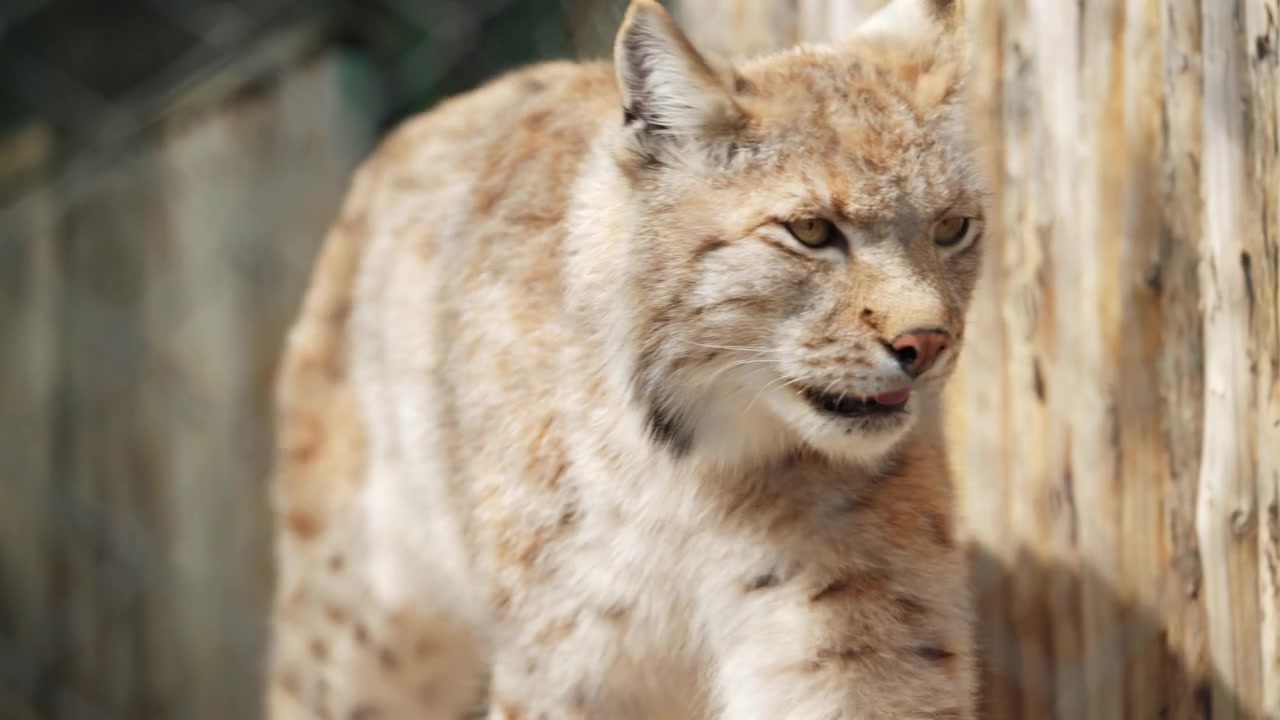 Lince che cammina lentamente lungo una struttura in legno all'interno di un recinto.
