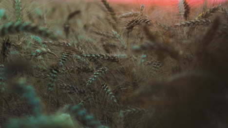 ripe inflorescence of wheat crop, detailed low angle rack focus view at sunset