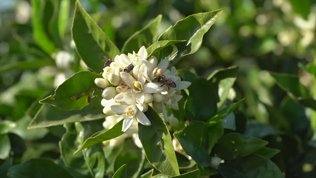 Slow Motion Bee Flying to Orange Tree Flower
