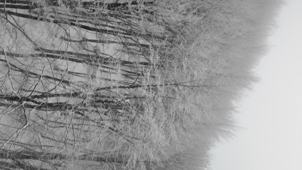 Winter Trees in Frosty Weather