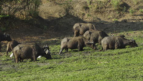 nueve búfalos del cabo entran en un estanque fangoso cubierto de plantas acuáticas en la selva africana y se alimentan