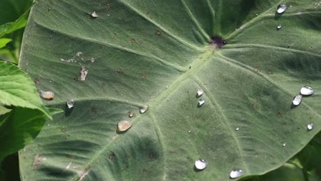 close-up view of water droplets forming and moving on a large green leaf surface.
