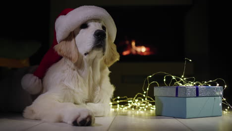 portrait of a golden retriever in a new year's hat near christmas gifts. there's a fireplace burning in the background