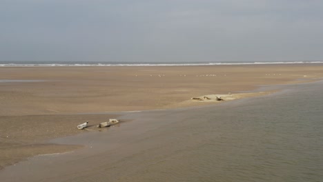 Eine-Gruppe-Robben-Genießt-Die-Sonne-Auf-Einer-Sandbank-Neben-Der-Friesischen-Insel-Borkum-In-Der-Nordsee