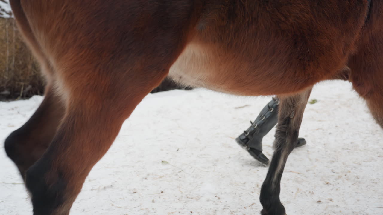 승마 장비의 섬세한 이미지, 안장과 말 머리의 클로즈업 뷰, 말의 마구와 눈 덮인 마구간 환경에 초점, 겨울 축사 바닥에 놓인 승마 장비의 섬세한 이미지