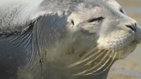 Joven-Foca-Acercar-El-Zoom-Al-Hocico-Del-Mamífero-Adorable-Expresión-Graciosa