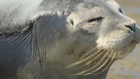 joven foca acercar el zoom al hocico del mamífero adorable expresión graciosa