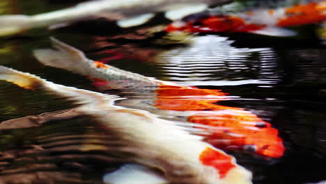 una variedad colorida de peces carpa koi ornamentales o kohaku es uno de los gosanke, los 'tres grandes', que consiste en kohaku, sanke y showa, nadando con gracia en un tranquilo estanque koi al aire libre